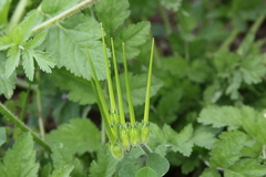 Erodium moschatum