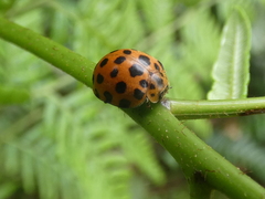 Henosepilachna sumbana