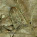 Hoplodrina blanda - Photo 由 Michał Brzeziński 所上傳的 (c) Michał Brzeziński，保留部份權利CC BY-NC