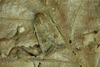 The Rustic - Photo (c) Michał Brzeziński, some rights reserved (CC BY-NC), uploaded by Michał Brzeziński