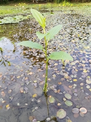 Saururus chinensis