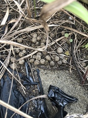 Lepus sinensis formosus