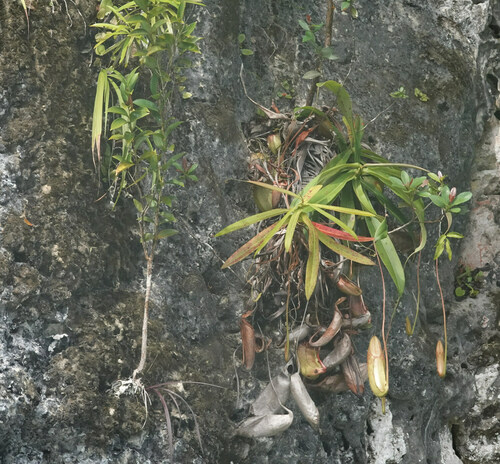 Nepenthes observed 2023-07-02