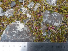 Coprosma atropurpurea