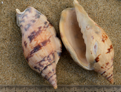 Alcithoe arabica