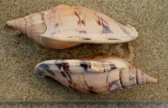 Alcithoe arabica
