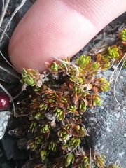 Coprosma atropurpurea