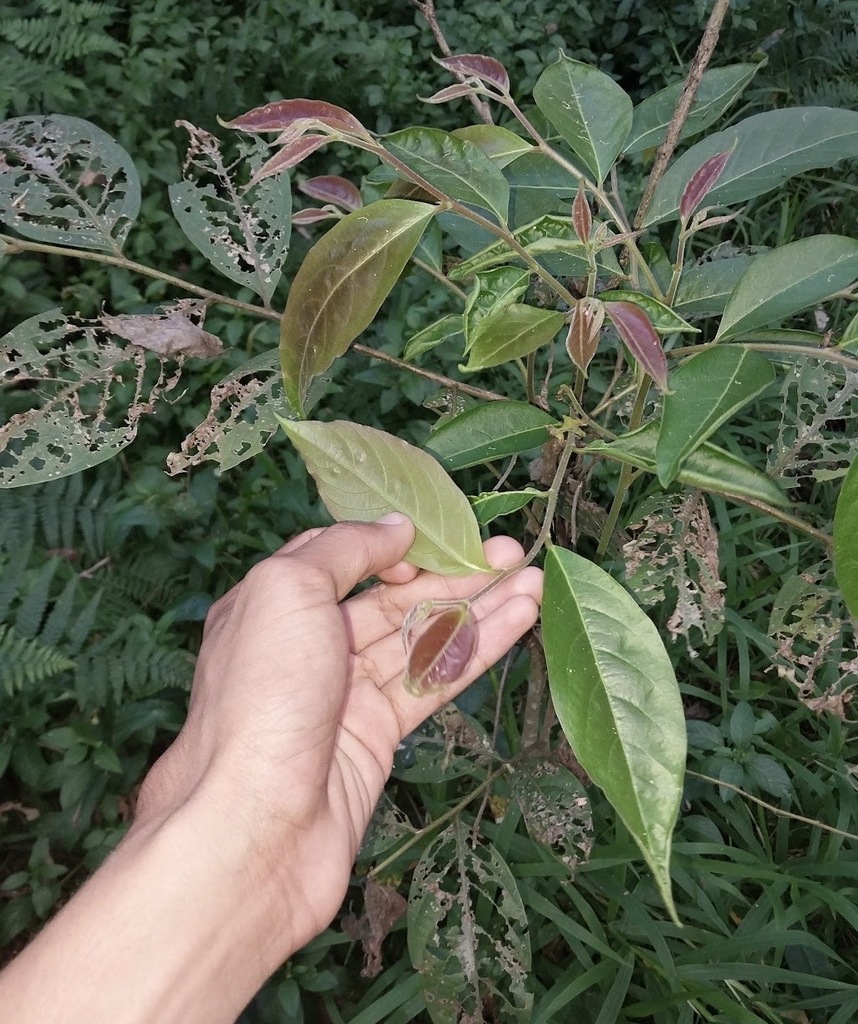 Umbrella Cheese Tree from Brisbane QLD, Australia on July 21, 2023 by