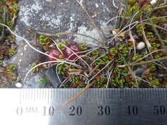 Coprosma atropurpurea