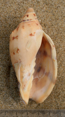 Alcithoe arabica