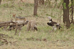 Lupulella mesomelas schmidti