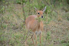 Raphicerus campestris neumanni