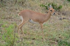 Raphicerus campestris neumanni