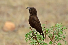 Myrmecocichla aethiops