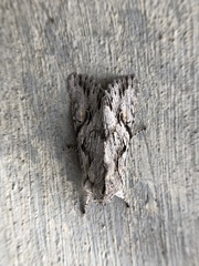 Egira crucialis