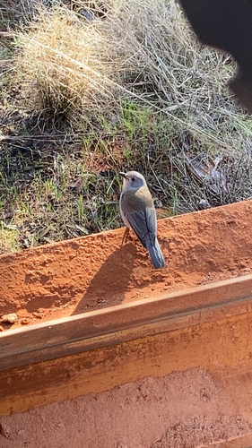 Gray Shrikethrush
