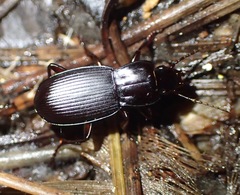 Pterostichus herculaneus