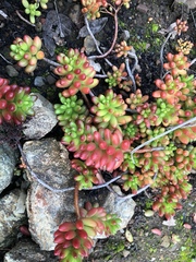 Sedum × rubrotinctum