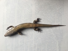 Oligosoma macgregori