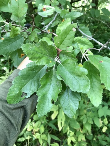 Malus ioensis