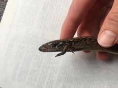 Oligosoma macgregori