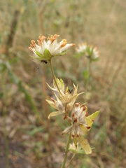 Anthyllis vulneraria polyphylla