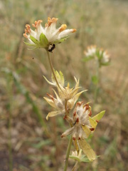 Anthyllis vulneraria polyphylla