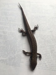 Oligosoma macgregori