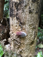 Coelostomidia zealandica