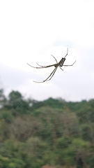 Leucauge blanda