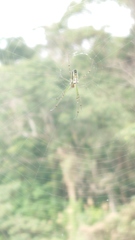 Leucauge blanda