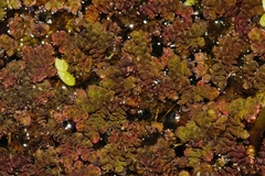 Azolla filiculoides
