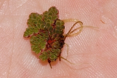 Azolla filiculoides