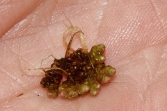 Azolla filiculoides
