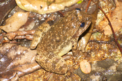 Quasipaa exilispinosa