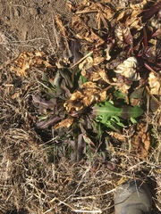 Lactuca indica