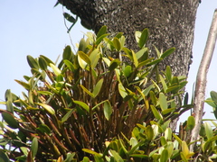 Magnoliopsida