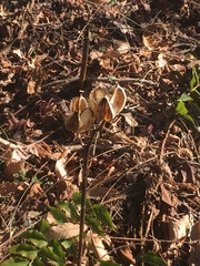 Cardiocrinum cordatum