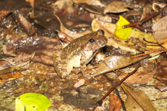 Quasipaa exilispinosa