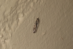 Agriophara leptosemela