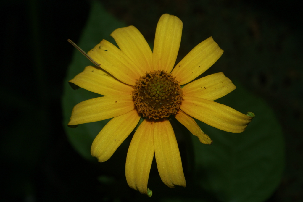 Heliopsis lanceolata