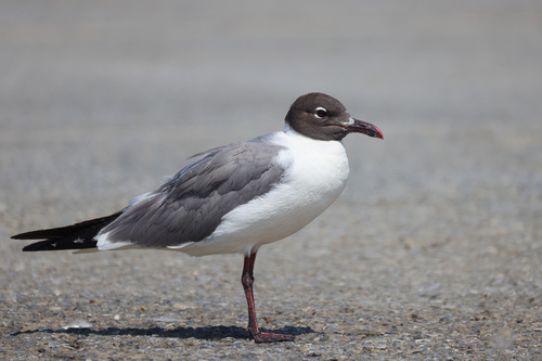 Laughing Gull photographed in Maryland