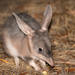 Greater Bilby - Photo (c) pfaucher, some rights reserved (CC BY-NC), uploaded by pfaucher