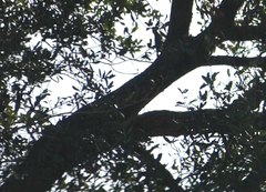 Melanerpes carolinus