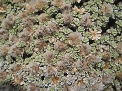 Raoulia parkii