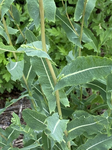 photo of prickly lettuce stem and leaves