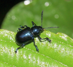 Platycorynus