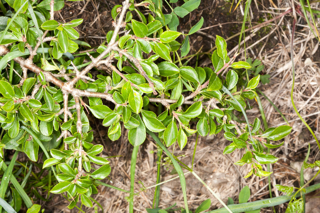 Rhamnus saxatilis — an easy houseplant, prefers full sun light