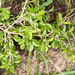 Rock Buckthorn - Photo (c) Drepanostoma, some rights reserved (CC BY-NC), uploaded by Drepanostoma