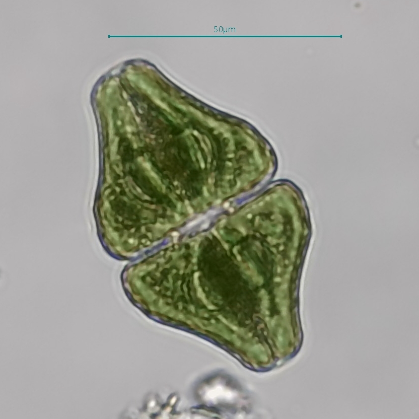 Euastrum johnsonii